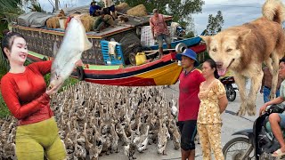 Drive the ducks back to the farm to feed them and then board the boat to move the fields [upl. by Desireah]