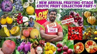 NEW ARRIVAL FRUITING STAGE EXOTIC FRUIT COLLECTION PART1  R2E2 MANGO  MANGOSTEEN FRUIT [upl. by Sinclare]