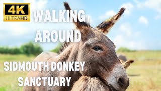 4K A walk around The Donkey Sanctuary Sidmouth Devon [upl. by Syck]