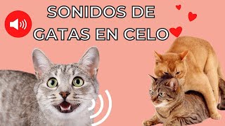 GATA EN CELO Maullido 😻 Gatos Enamorados [upl. by Yorick]