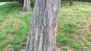 Black locust  trunk  June 2019 [upl. by Durante]