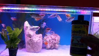 Feeding Tetra to My Fish Rooms Gourami Fish Betta Fish amp Guppy Fish [upl. by Nahshu948]