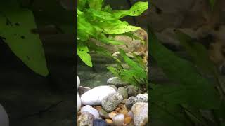 Panda corydoras catfish [upl. by Bonacci]