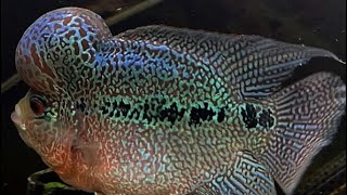 Flowerhorn Cichlid [upl. by Leunamnauj383]