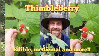 Thimbleberry  Identification and Description [upl. by Enale970]