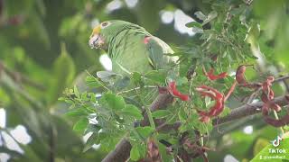 a beautiful specimen of yellow crested parrots [upl. by Zelazny]