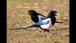 Yellowbilled Magpie [upl. by Olecram]