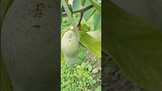 Pawpaw Tree with Fruit amp Blossom 🌸 shorts nature Tree pawpaw garden [upl. by Shirl]