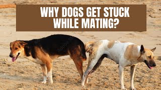 Why Dogs Get Stuck During Matingand Why you should not hit them during this process [upl. by Annatnas]