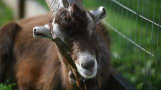 Watch rescued goat navigate on two legs [upl. by Nedac]