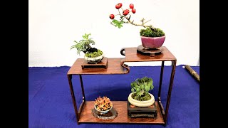 ⑥ 31st ed SHUGA SHOHIN BONSAI EXHIBITION 2023 ・第31回小品盆栽フェア秋雅展 [upl. by Albina646]