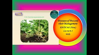 22 PATH 365 New Lec no 61 Diseases of Pea and their Management [upl. by Bowra]