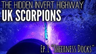 SCORPIONS IN THE UK The Hidden Invert Highway Ep1 quotOne Night In Sheerness Docksquot [upl. by Buckley]