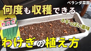 【ベランダ菜園】８月に植え付け野菜！何度も収穫できる、わけぎの植え方【プランター栽培】 [upl. by Leviram]