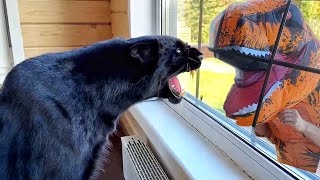 Luna the panthers reaction to a dinosaur 😳😁🐆🦖ENG SUB [upl. by Garaway]