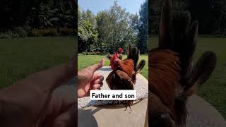 Cockerel and red Malaysian serama chick [upl. by Calie360]