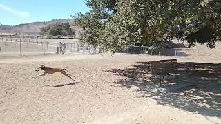 The Packs Idea of Fun Saluki salukis smoothsalukis afghanhounds smoothafghanhounds [upl. by Sabanrab130]