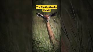 Gerenuk Antelope LongNecked Mammal factshorts shorts animals [upl. by Yob873]