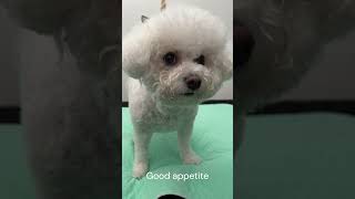 Bichon Frise No appetite VS Good appetite MyLovelyBichonbichonfrise puppy cutedog shorts [upl. by Neehcas192]