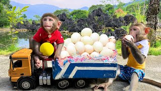 Baby monkey Bim Bim goes to get eggs and cooks with monkey Obi so cute [upl. by Kevyn844]