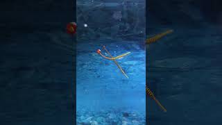 Pipefish dancing together breeding pair of candy stripe pipefish nature pipefish beautiful [upl. by Maurey]