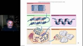 Cinelecture 17  Protein Structure continued [upl. by Iad]