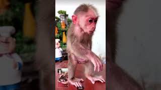 monkey and the train cute baby monkey best monkey video and clip by clip monkey train monkeyfym [upl. by Sabir]