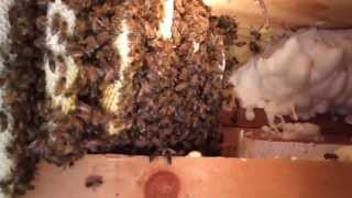 Honeybees in High Eave  Removal 066 [upl. by Hanonew]