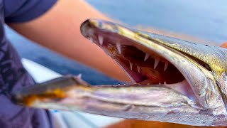 RIB boat fishing costa brava shorts fishing pesca barracuda [upl. by Dee]