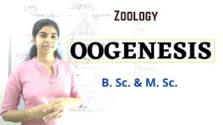 Oogenesis  B Sc and M Sc  Zoology [upl. by Ailido]