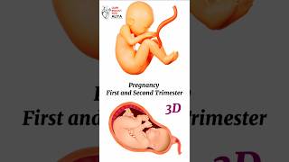 Pregnancy  First and Second Trimester  animation 3d short  BiologywithAliya [upl. by Oivat]