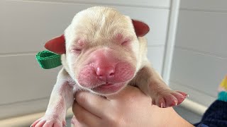 Early Neurological Stimulation With 2 Day Old Lab Puppies [upl. by Lorelei]