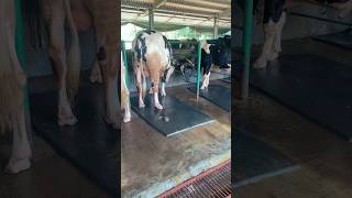 Cattle Fighting 🐄🐂🐄 cattles cowes animalfarming animals cow cattlefarming farming [upl. by Ahsoj126]