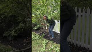 How To Prune Rose Of Sharon✂️🌸 [upl. by Ijnek]