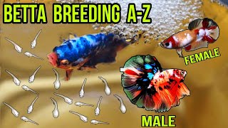 GALAXY BETTA FISH BREEDING AZ FULL GUIDE IN HINDI  FIGHTER FISH BREEDING  BETTA FISH TANK SETUP [upl. by Terryl]