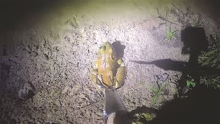 Summer Frog Gigging [upl. by Zarah]