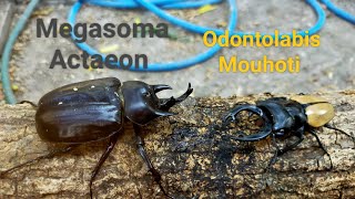 Full  Megasoma Actaeon 87mm vs Odontolabis Mouhoti 74mm Rhinocerosbeetle vs Stagbeetle [upl. by Lorena805]