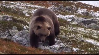 Eastern Norway  HUGE Brown Bear Encounter [upl. by Sucramel]