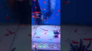 Platy Kohaku Fish Tank 311 [upl. by Fin]