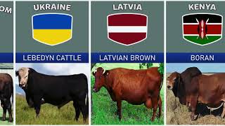 Cattle Breeds From Different Countries [upl. by Bilac]