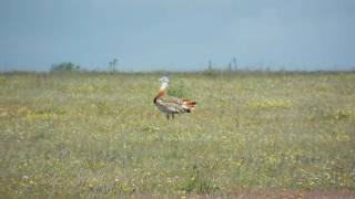 Extremadura Birding  Male Great Bustard [upl. by Ettevram]