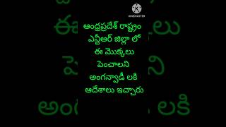 అంగన్వాడిలో ఈ మొక్కలు తప్పకుండా పెంచాలా రూలా [upl. by Town]