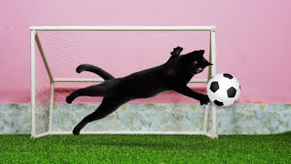 Funny cat playing fooyball  goalkeeper cat [upl. by Casaleggio320]