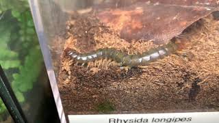 Rhysida longipes African Long Tail Centipede eating [upl. by Pul]