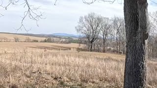 ActionPacked Coyote Chase in Virginia [upl. by Sollars187]