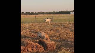 Thats what Tiggers do painteddesertsheep farming hayfarm [upl. by Marler]