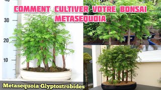 Comment Cultiver Votre Bonsai Metaséquoia  Metaséquoia Glyptostroboides [upl. by Atimad213]