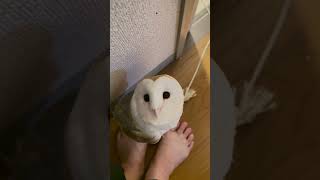 やっぱり逃げないの？ owl フクロウの鳴き声 coruja 올빼미 [upl. by Oilisab]