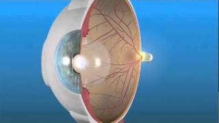 How the Eye Works and the Retina [upl. by Booth]