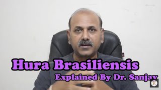 Hura Brasiliensis Explained By DrSanjay [upl. by Adanama]